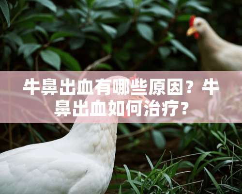 牛鼻出血有哪些原因？牛鼻出血如何治疗？