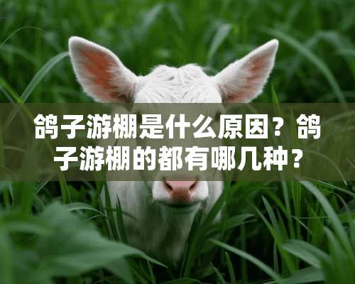 鸽子游棚是什么原因？鸽子游棚的都有哪几种？