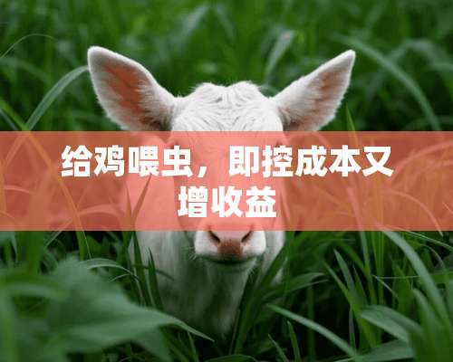 给鸡喂虫，即控成本又增收益