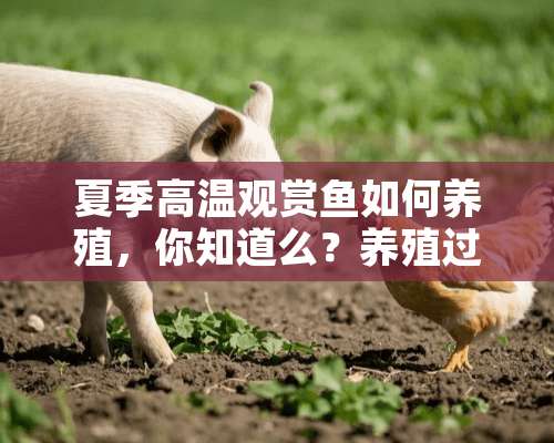 夏季高温观赏鱼如何养殖，你知道么？养殖过程要注意什么？