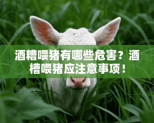 酒糟喂猪有哪些危害？酒槽喂猪应注意事项！