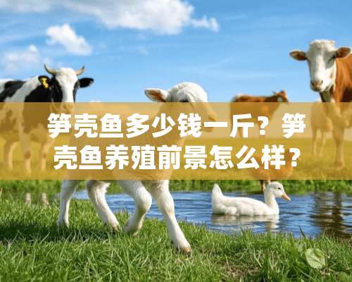 笋壳鱼多少钱一斤？笋壳鱼养殖前景怎么样？