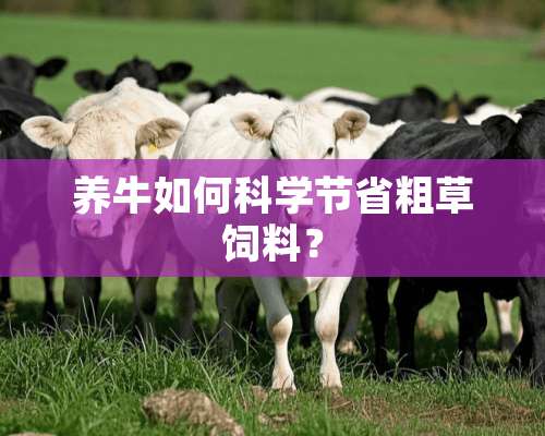 养牛如何科学节省粗草饲料？