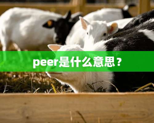 peer是什么意思？