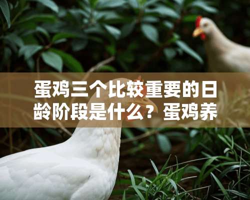 蛋鸡三个比较重要的日龄阶段是什么？蛋鸡养殖要注意哪四个点？