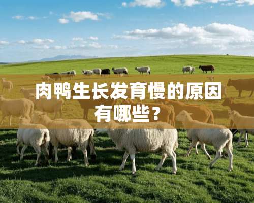 肉鸭生长发育慢的原因有哪些？