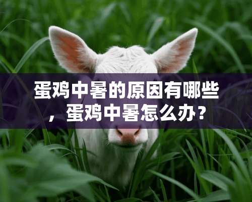 蛋鸡中暑的原因有哪些，蛋鸡中暑怎么办？