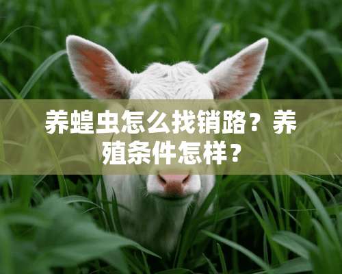 养蝗虫怎么找销路？养殖条件怎样？