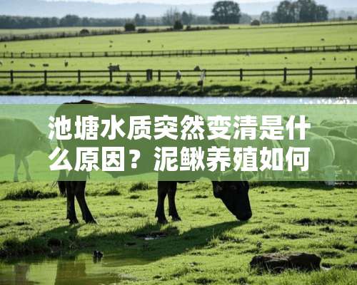 池塘水质突然变清是什么原因？泥鳅养殖如何调节水质