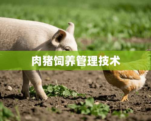 肉猪饲养管理技术