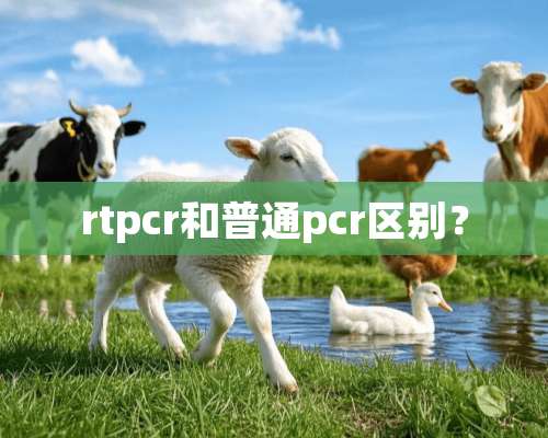 rtpcr和普通pcr区别？