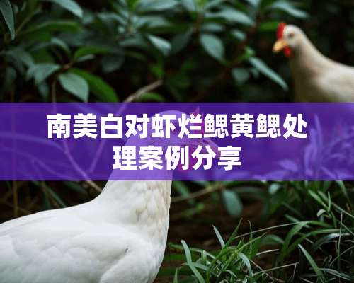 南美白对虾烂鳃黄鳃处理案例分享