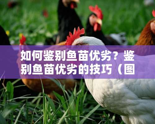 如何鉴别鱼苗优劣？鉴别鱼苗优劣的技巧（图）