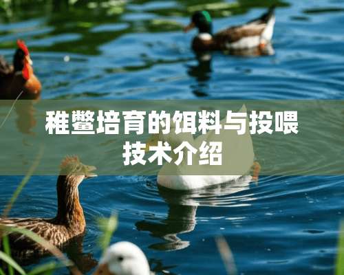 稚鳖培育的饵料与投喂技术介绍