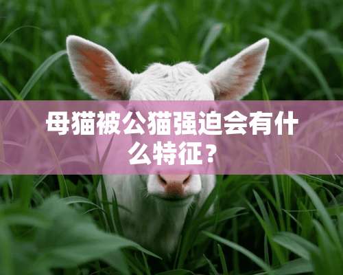 母猫被公猫强迫会有什么特征？