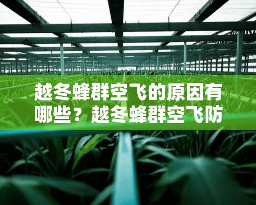 越冬蜂群空飞的原因有哪些？越冬蜂群空飞防治措施