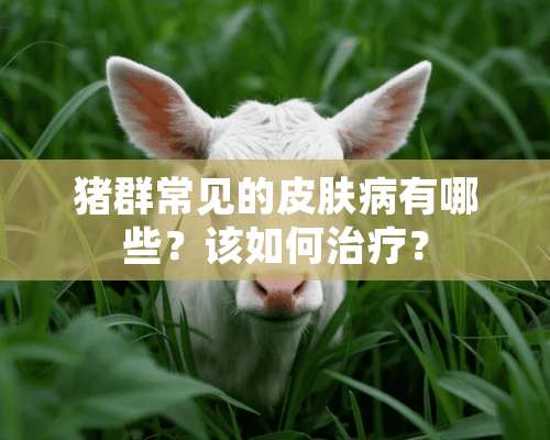 猪群常见的皮肤病有哪些？该如何治疗？