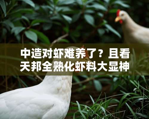 中造对虾难养了？且看天邦全熟化虾料大显神通