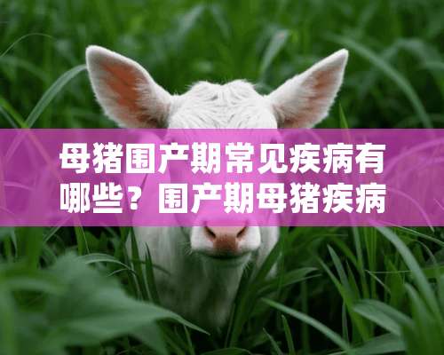 母猪围产期常见疾病有哪些？围产期母猪疾病怎么预防？