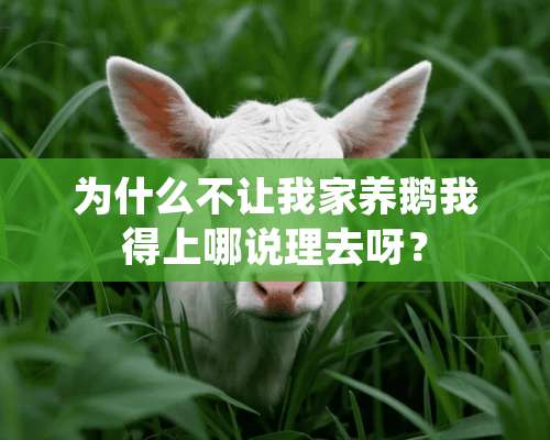 为什么不让我家养鹅我得上哪说理去呀？