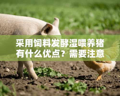 采用饲料发酵湿喂养猪有什么优点？需要注意那些问题