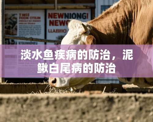 淡水鱼疾病的防治，泥鳅白尾病的防治