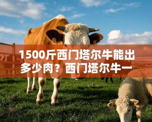 1500斤西门塔尔牛能出多少肉？西门塔尔牛一年长多少斤？