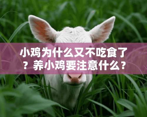 小鸡为什么又不吃食了？养小鸡要注意什么？