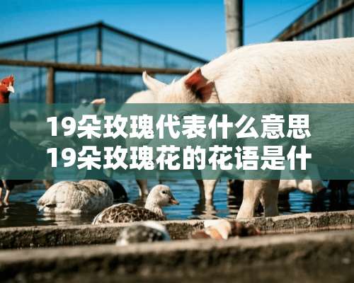 19朵玫瑰代表什么意思19朵玫瑰花的花语是什么？