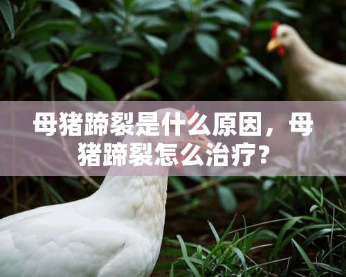 母猪蹄裂是什么原因，母猪蹄裂怎么治疗？