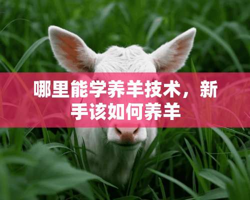 哪里能学养羊技术，新手该如何养羊