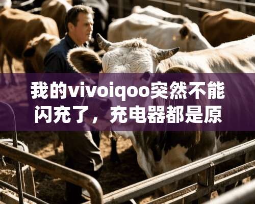 我的vivoiqoo突然不能闪充了，充电器都是原装的，怎么回事？