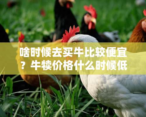 啥时候去买牛比较便宜？牛犊价格什么时候低？