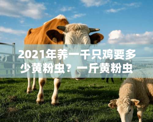 2021年养一千只鸡要多少黄粉虫？一斤黄粉虫养殖成本是多少？