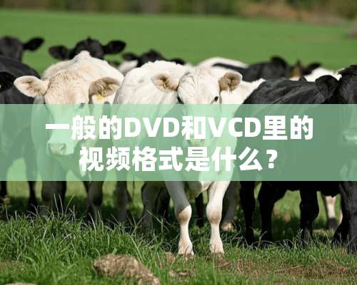 一般的DVD和VCD里的视频格式是什么？