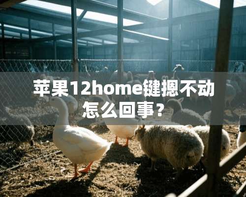 苹果12home键摁不动怎么回事？