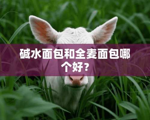 碱水面包和全麦面包哪个好？