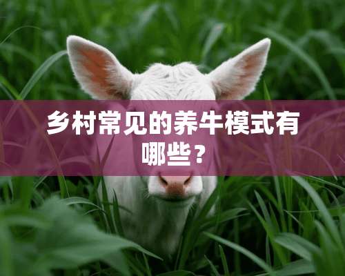 乡村常见的养牛模式有哪些？