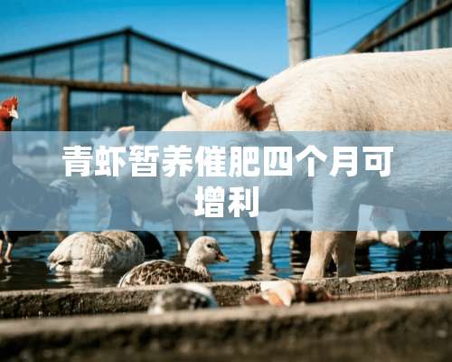 青虾暂养催肥四个月可增利