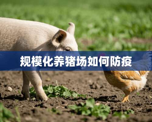 规模化养猪场如何防疫