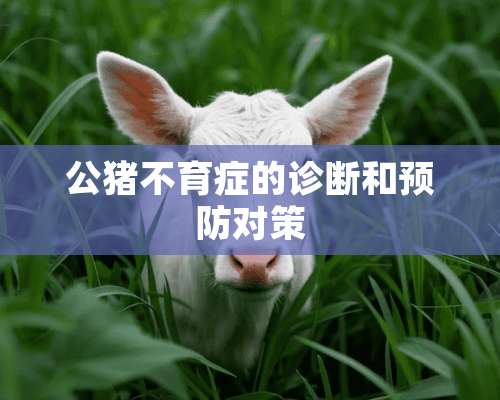 公猪不育症的诊断和预防对策