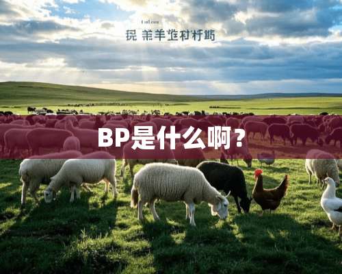 BP是什么啊？