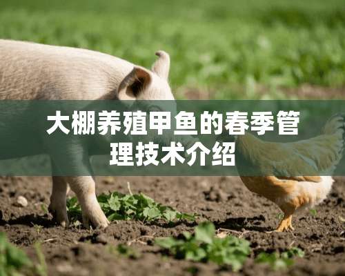 大棚养殖甲鱼的春季管理技术介绍