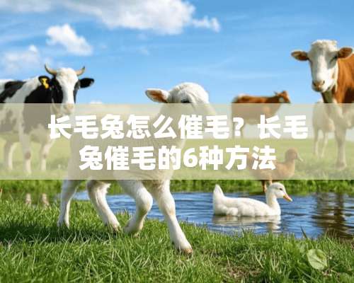 长毛兔怎么催毛？长毛兔催毛的6种方法