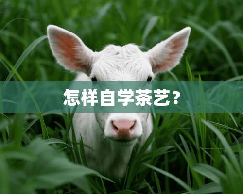 怎样自学茶艺？