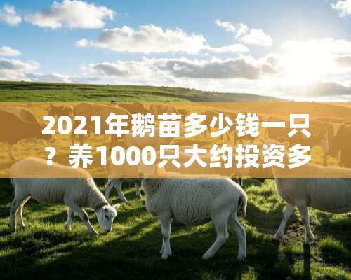 2021年鹅苗多少钱一只？养1000只大约投资多少钱？