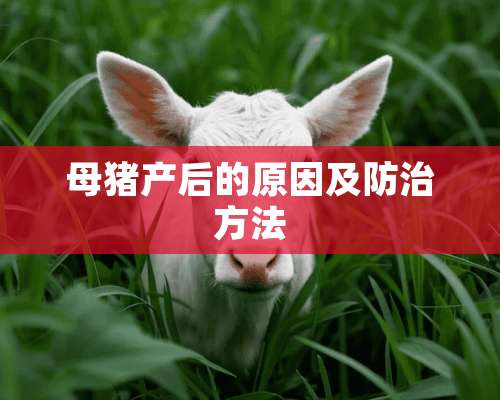 母猪产后的原因及防治方法