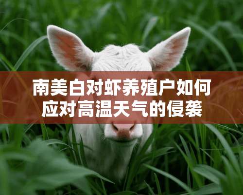 南美白对虾养殖户如何应对高温天气的侵袭