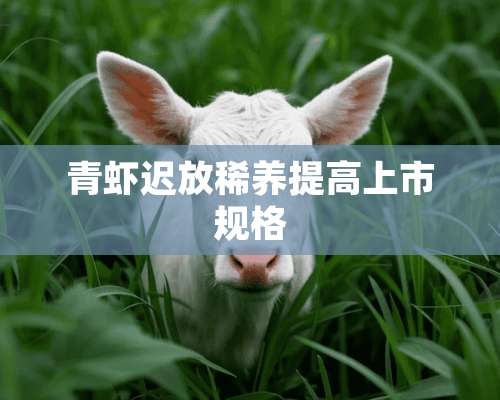 青虾迟放稀养提高上市规格