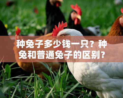 种兔子多少钱一只？种兔和普通兔子的区别？